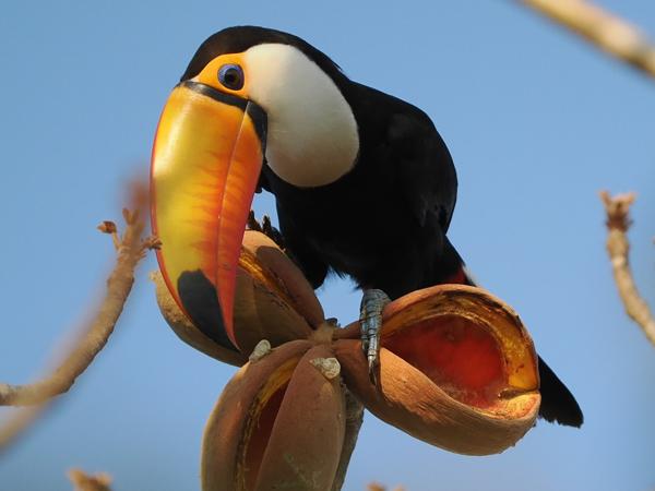 Reuzentoekan (Ramphastos toco)